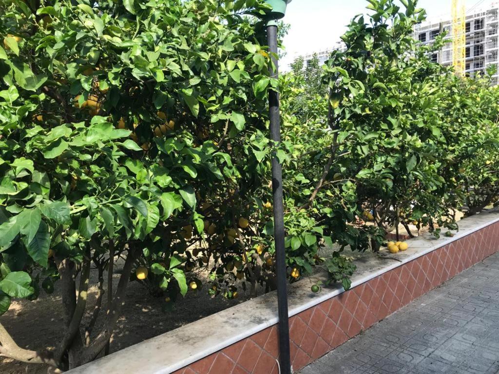 Mary Rose Bed & Breakfast Castel Volturno Ngoại thất bức ảnh